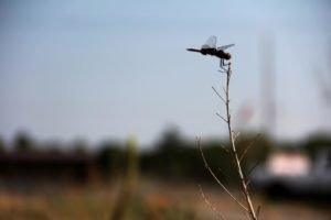 Photography - Dragonfly