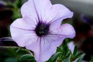 Photography - Purple Flower